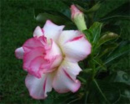 Adenium Amazoning Thailand - semena