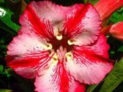 Adenium Romantic - sazenice