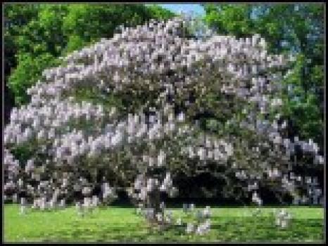 Paulownia Tomentosa - sazenice 10 - 15 cm