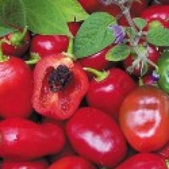 Chilli paprika Rocoto Red - semena