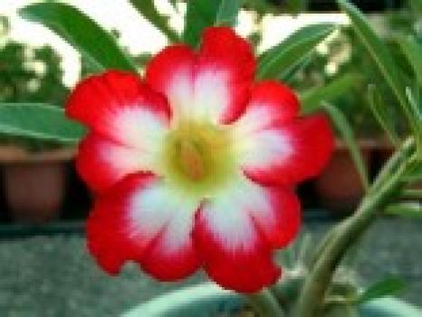 Adenium Moonlight Fairy - sazenice