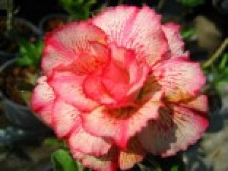 Adenium Petsayrung - sazenice