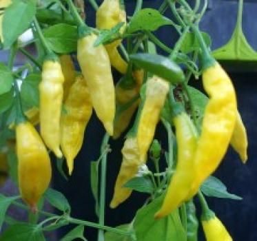 Chilli Aji Lemon Dropp - semena