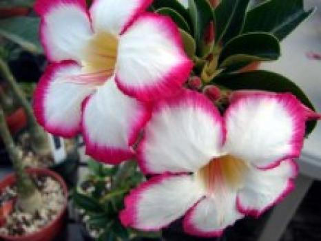 Adenium Noble Concubine,sazenice