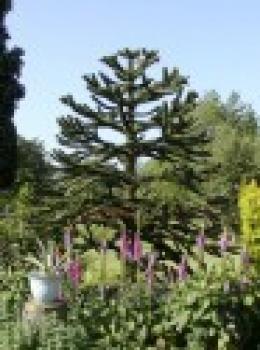 Araucaria Araucana - sazenice