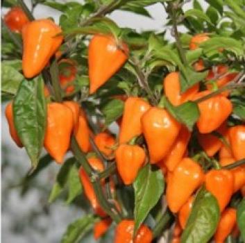 Chilli Orange Lantern - semena