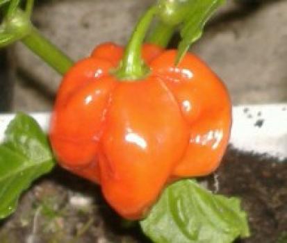 Chilli Scoth Bonet Orange - semena