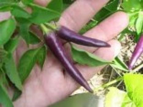 Chilli Cayenne Purple - semena