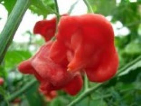 Chilli Rosenchilli - semena