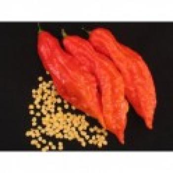 Chilli Jolokia Bhut Red - semena